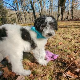 Double Doodle Puppies from Breedlove Mtn Doodles