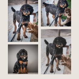 Roper - Phantom male Poodle puppy in Caldwell, Idaho from Boise Doodle Co.