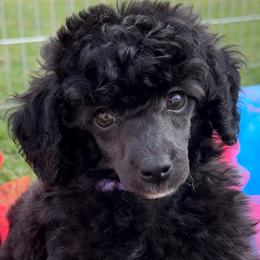 Poodle puppies from ShowME Miniature Poodles