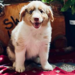 Australian Shepherd Puppies from Black Canyon Corral Aussies