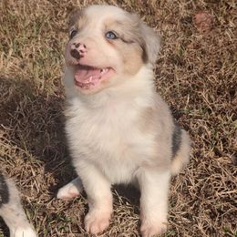 Dasani ABCA - Blue merle female Border Collie puppy in Bixby, Oklahoma from Bond Border Collies