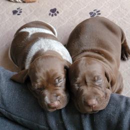 German Shorthaired Pointers from Country-Side Breeders