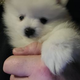 Pomeranian Puppies from Paradise Point Pomeranians