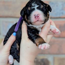 Skittles - Tri-color female Bernedoodle puppy in Beaumont, Texas from Joy's Dood Ranch