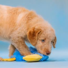 Aussiedoodle and Labradoodle Puppies from Doodles on Duty
