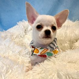 Zeus - Cream and white male Chihuahua puppy in Sanford, North Carolina from Bandit’s