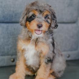 Anton - Merle male Bernedoodle puppy in Dundee, Ohio from Down Home Doodle