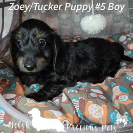 Puppy 5 - Black and tan male Dachshund puppy in Anamosa, Iowa from Melsh Precious Pets