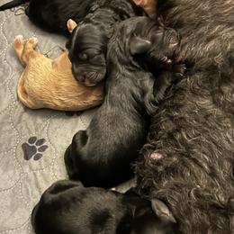 Girl 3 - female Cavapoo puppy in Tempe, Arizona from Springerdoodles Plus AZ