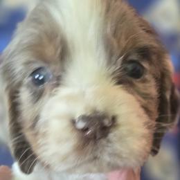 Lady - Liver and white female English Springer Spaniel puppy in Brodhead, Wisconsin from Pinwheel Acres