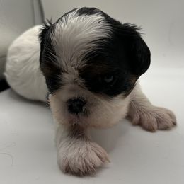 Enchanting Charlies Slow to Everything But Dinner - Black white and tan male English Toy Spaniel puppy in Pennsylvania from Enchanting Charlies