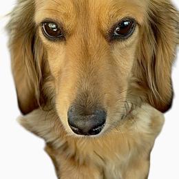 Belle - Dachshund