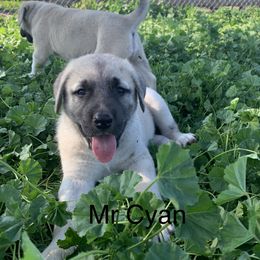Mr Cyan - Anatolian Shepherd Dog puppy in Michigan from T&S Anatolians