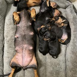 Dachshund Puppies from Hursh’s Hounds
