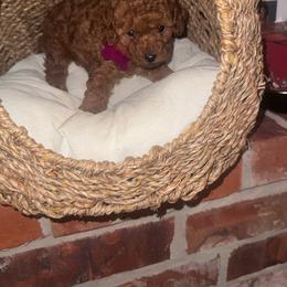 Piper - Red  female Poodle puppy in Okc, Oklahoma from Designer Poos By Diva