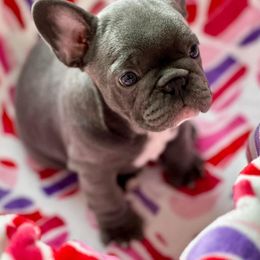 French Bulldog Puppies from Williams French Bulldog Farm