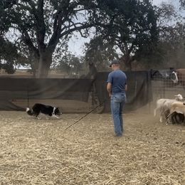 Border Collie Puppies from Cathedral Border Collies