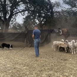 Border Collie Puppies from Cathedral Border Collies