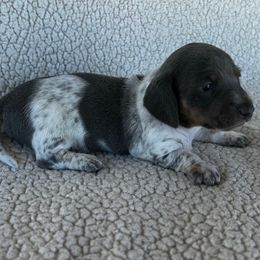 Blue-Tan Pie - Blue and tan female Dachshund puppy in Ledbetter, Texas from Big Dream Acres