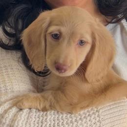 TRUFFLE aka Zoey - Cream female Dachshund puppy in Oakley, California from Delta Dachshunds