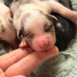 Blue Merle Male 2 - Blue merle male Miniature American Shepherd puppy in Connecticut from Novus Kennels