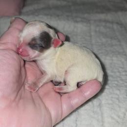 Boy 1 - Blue merle male Pomeranian puppy in Angleton, Texas from Pomeranian Palace, LLC