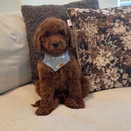 Benz - Red  male Goldendoodle puppy in Anaheim, California from Cuddle Bear Doodles