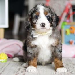 Zuma - Blue merle male Bernedoodle puppy in Port Orange, Florida from Royal doodles of Florida