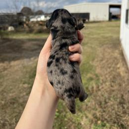 River - Dapple female Dachshund puppy in Nashville, Arkansas from Cuddles n Curls