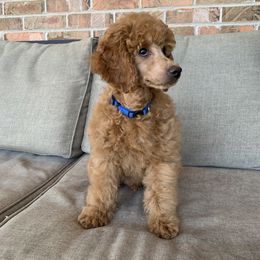 Thyme - Apricot Poodle puppy in Union Grove, Alabama from Beltane Bonnies