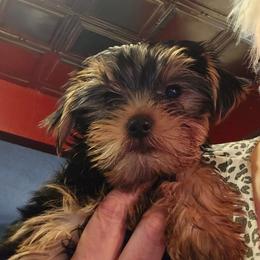 Boy 2 - Black and tan male Yorkshire Terrier puppy in Spokane, Washington from Dana's Yorkies