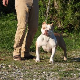Frappe - American Bully