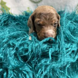 AKC Chocolate Piebald Dapple (possible long hair) - Piebald male Dachshund puppy in Bremen, Georgia from Jones Royal Kennels