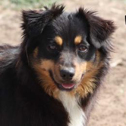 Kizzie - Miniature Australian Shepherd