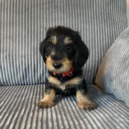 Red - Black and tan female Dachshund puppy in New Caney, Texas from Liberty Dachs