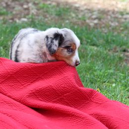 "Helen Crump" - Blue merle Australian Shepherd puppy in Noxon, Montana from MITIN Aussies AKC Standard Australian Shepherds