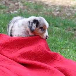 "Helen Crump" - Blue merle Australian Shepherd puppy in Noxon, Montana from MITIN Aussies AKC Standard Australian Shepherds