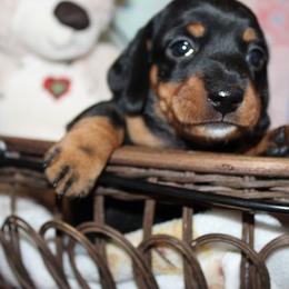 Boy 1 - Black and tan male Dachshund puppy in Craig, Colorado from Rocky Mountain Shih Tzus and Dry Creek Miniature Dachshunds