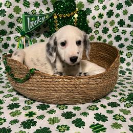 Basil- Long Coat- Gray - White and black male Dalmatian puppy in Claremore, Oklahoma from Lotsofdots Dalmatians