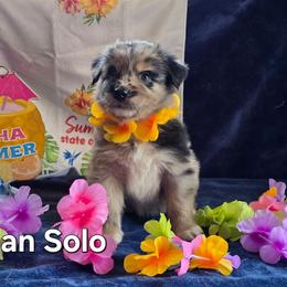 Han Solo - Blue merle male Australian Shepherd puppy in Smithfield, Utah from Invictus Farms