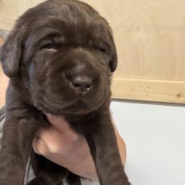 Chocolate male 2 - Chocolate male Labrador Retriever puppy in Strafford, New Hampshire from Alley Rock Labradors, LLC