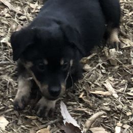 Light pink - Black and mahogany female Rottweiler puppy in Hermitage, Tennessee from Morris Rottweilers