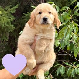 Harriet (Light Purple) - Golden female Golden Retriever puppy in Cadillac, Michigan from K & M Golden Retrievers