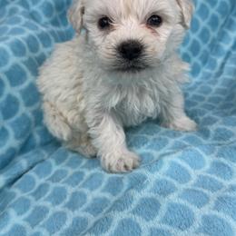 Cletus - White male Maltipoo puppy in Lancaster, Kentucky from Dream Paws Puppies, LLC