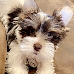 Yorkshire Terriers from Krista's Fur Babies