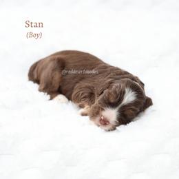 Stan - Chocolate male Australian Labradoodle puppy in Hurricane, Utah from Red Desert Doodles