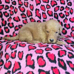 Junie - Red  female Goldendoodle puppy in Georgetown, Tennessee from Georgetown Designer & Purebred Puppies