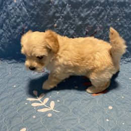 Luke - Apricot male Assorted Doodle Crosses puppy in Hollywood, Florida from Merlin’s Kennel