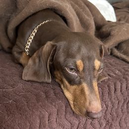 Lois - Dachshund