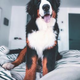 Bernese Mountain Dog and Golden Retriever All Grown Up from Gold Point Pups